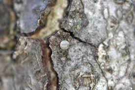 Attēlu rezultāti vaicājumam “Satyrium ilicis underside”