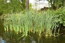 Attēlu rezultāti vaicājumam “Typha latifolia”