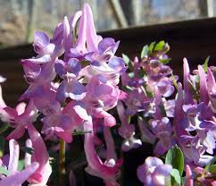 Attēlu rezultāti vaicājumam “Corydalis solida leaf”