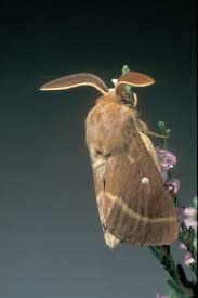 Attēlu rezultāti vaicājumam “Lasiocampa trifolii”