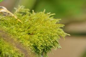 Attēlu rezultāti vaicājumam “Acrocarpous mosses”