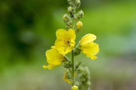 Attēlu rezultāti vaicājumam “Verbascum densiflorum bud”