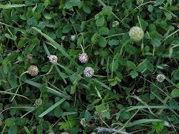 Attēlu rezultāti vaicājumam “Trifolium fragiferum”