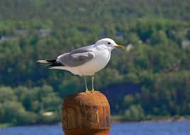 Attēlu rezultāti vaicājumam “Larus canus”