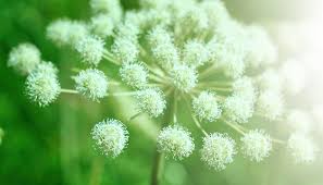 Attēlu rezultāti vaicājumam “Umbelliferae”