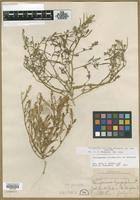 Attēlu rezultāti vaicājumam “Corispermum hyssopifolium”