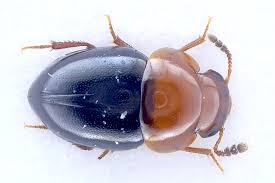 Attēlu rezultāti vaicājumam “Leiodidae”