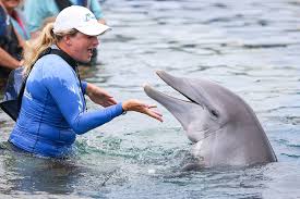 Image result for Adventure Dolphin