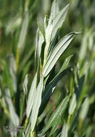 Attēlu rezultāti vaicājumam “Salix repens subsp. rosmarinifolia flower”