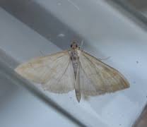 Attēlu rezultāti vaicājumam “Paratalanta hyalinalis”