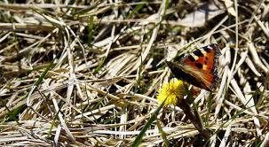 Image result for Small Tortoiseshell