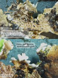 Attēlu rezultāti vaicājumam “Lobaria amplissima”