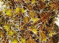 Attēlu rezultāti vaicājumam “Syntrichia ruralis var. ruraliformis”