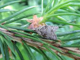 Attēlu rezultāti vaicājumam “Capua vulgana”