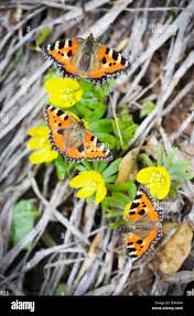 Image result for Small Tortoiseshell