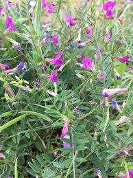 Attēlu rezultāti vaicājumam “Vicia cracca bud”