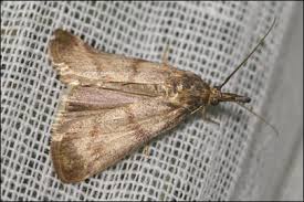 Attēlu rezultāti vaicājumam “Hypochalcia ahenella”