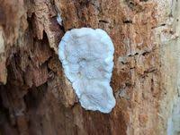 Attēlu rezultāti vaicājumam “Sarcoporia polyspora”