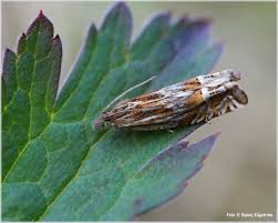 Attēlu rezultāti vaicājumam “Eucosma aspidiscana”