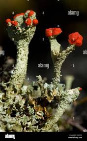 Attēlu rezultāti vaicājumam “Cladonia coccifera”