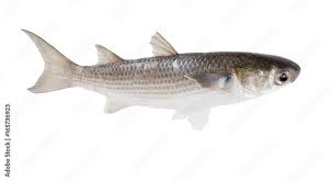 Image result for Mugil