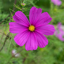 Image result for Schmuckkörbchen