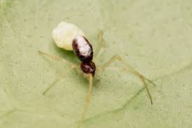 Attēlu rezultāti vaicājumam “Neottiura bimaculata”