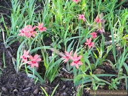 Attēlu rezultāti vaicājumam “Lophozia laxa”