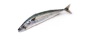 Image result for Scomber scombrus