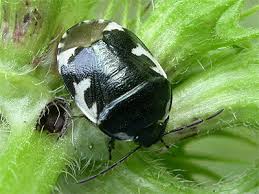 Attēlu rezultāti vaicājumam “Tritomegas bicolor nymph”