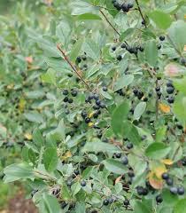 Attēlu rezultāti vaicājumam “Aronia melanocarpa bud”