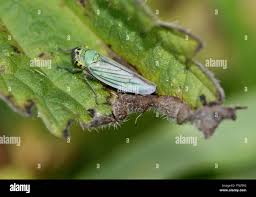 Attēlu rezultāti vaicājumam “Cicadella viridis female”