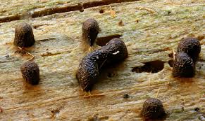 Attēlu rezultāti vaicājumam “Physarum bitectum”