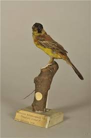 Image result for Emberiza melanocephala