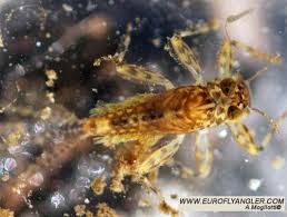 Attēlu rezultāti vaicājumam “Heptagenia sulphurea”