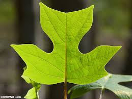 Attēlu rezultāti vaicājumam “Liriodendron tulipifera”