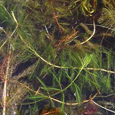 Attēlu rezultāti vaicājumam “Myriophyllum spicatum”