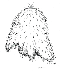 Attēlu rezultāti vaicājumam “larva”