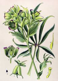 Image result for Helleborus foetidus