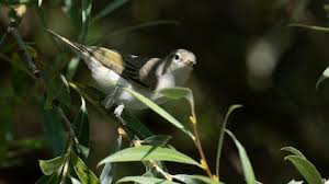 Image result for Phylloscopus orientalis