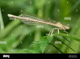 Attēlu rezultāti vaicājumam “Platycnemis pennipes”