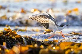 Attēlu rezultāti vaicājumam “Arenaria interpres”