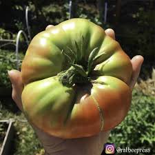 Afbeeldingsresultaat voor Pink Brandywine tomato