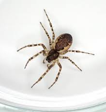 Attēlu rezultāti vaicājumam “Neriene montana”