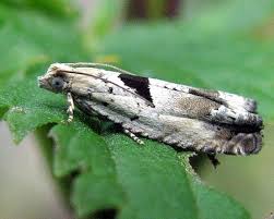 Attēlu rezultāti vaicājumam “Epinotia ramella”