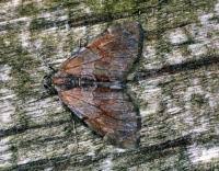 Attēlu rezultāti vaicājumam “Pennithera firmata”