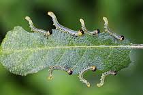 Attēlu rezultāti vaicājumam “Nematus ribesii larva”