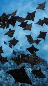 Image result for Aetobatus ocellatus