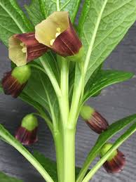 Attēlu rezultāti vaicājumam “Scopolia carniolica flower”