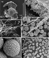 Attēlu rezultāti vaicājumam “Diderma cinereum sessile”